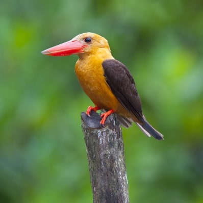 Langkawi