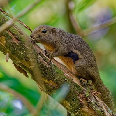 Langkawi