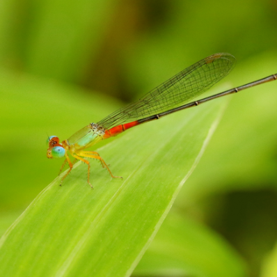 Langkawi