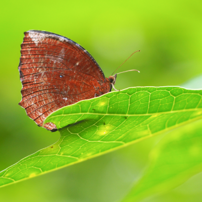 Langkawi