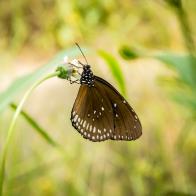 Langkawi