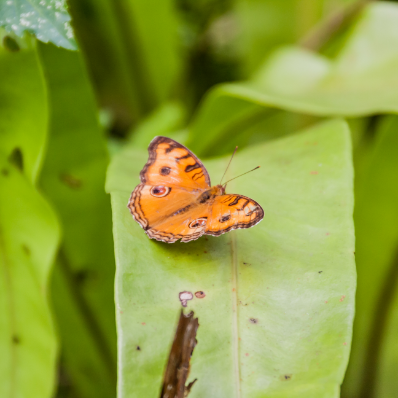 Langkawi