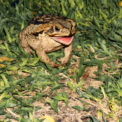 Langkawi