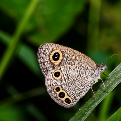 Langkawi