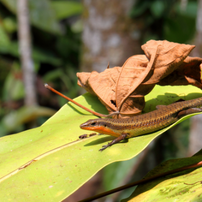 Langkawi