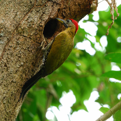 Langkawi